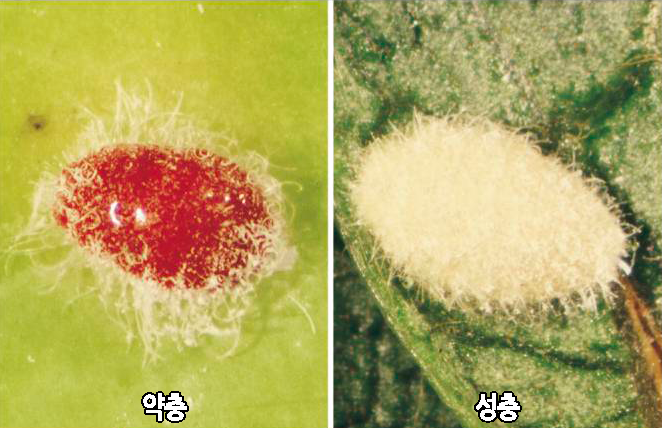 감나무주머니깍지벌레